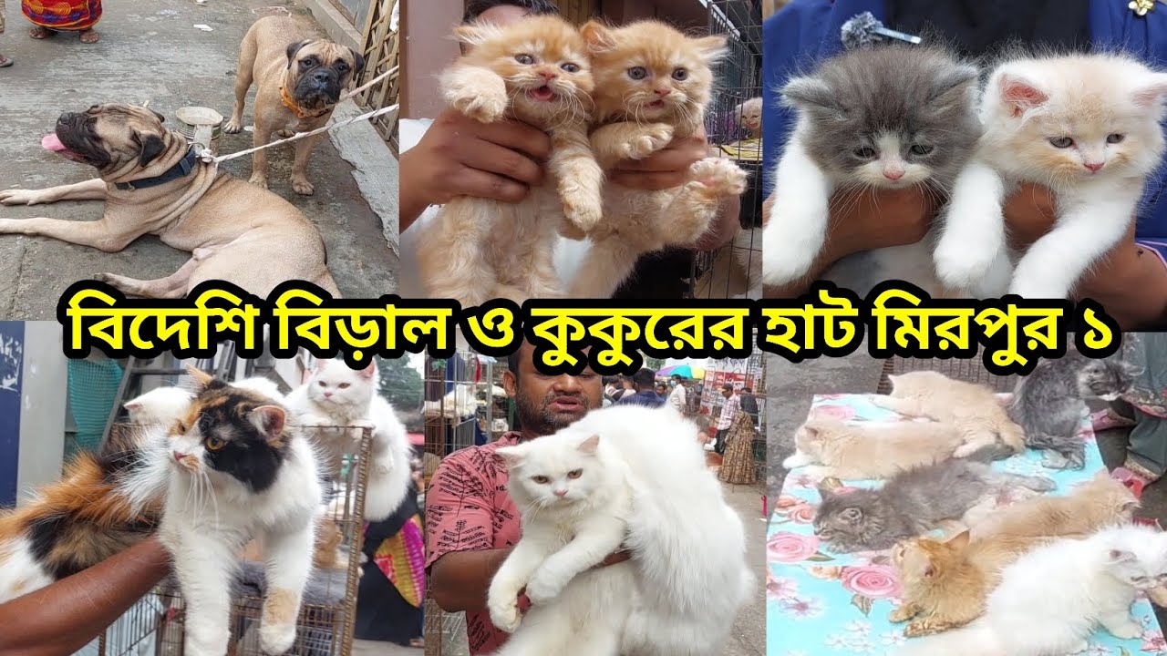 বিদেশি বিড়াল ও কুকুরের হাট মিরপুর ১ | মিরপুর-১ বিড়ালের হাট | Mirpur 1 Biral Hat | Cat | Dog | Pet