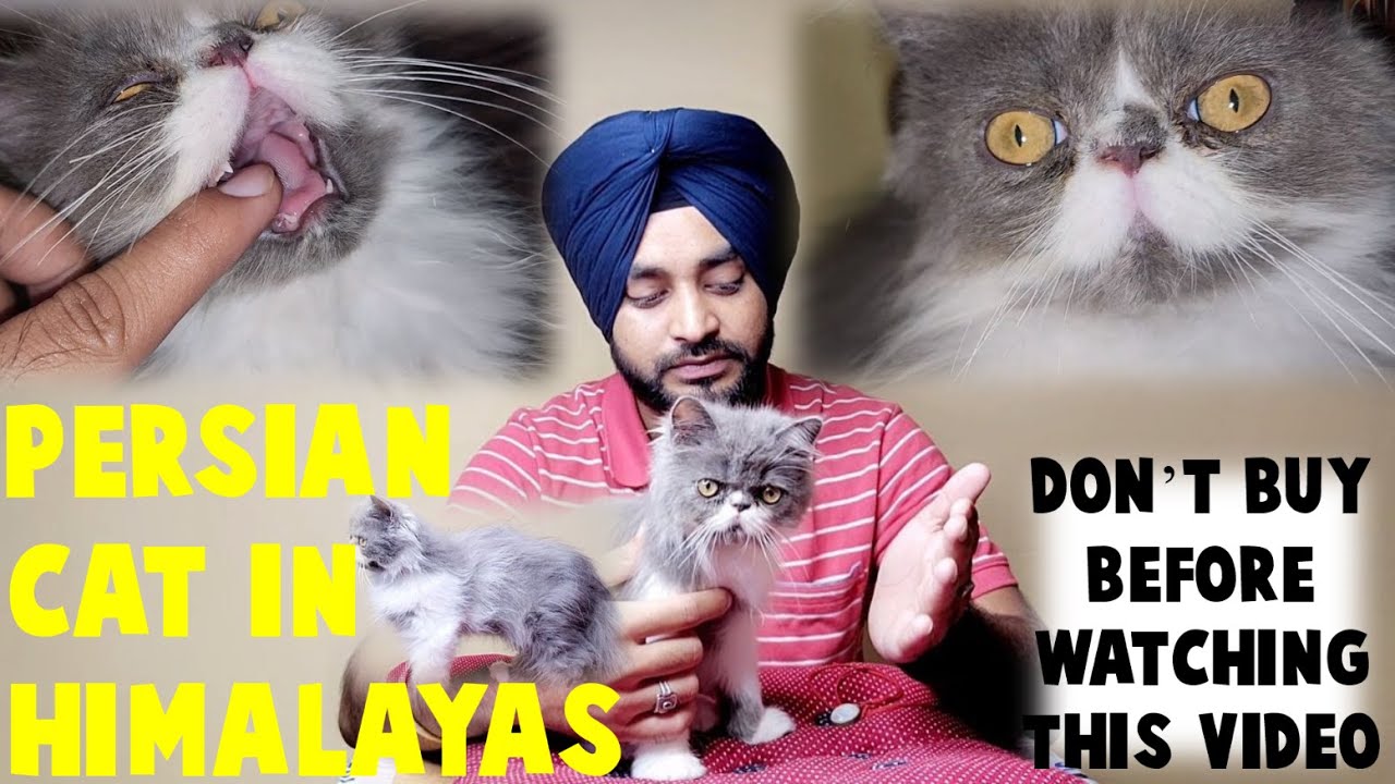 I bought Persian Cat | Punch Face Cat in Himalayas | Price of Persian Cat | Check Health before buy