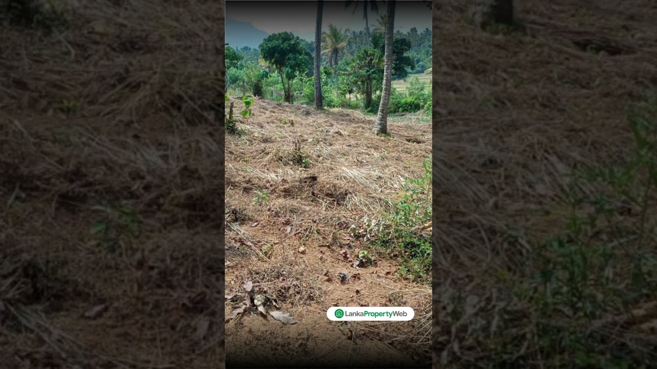 40 Perches Bare Land in Matale with 3 Phase Electricity