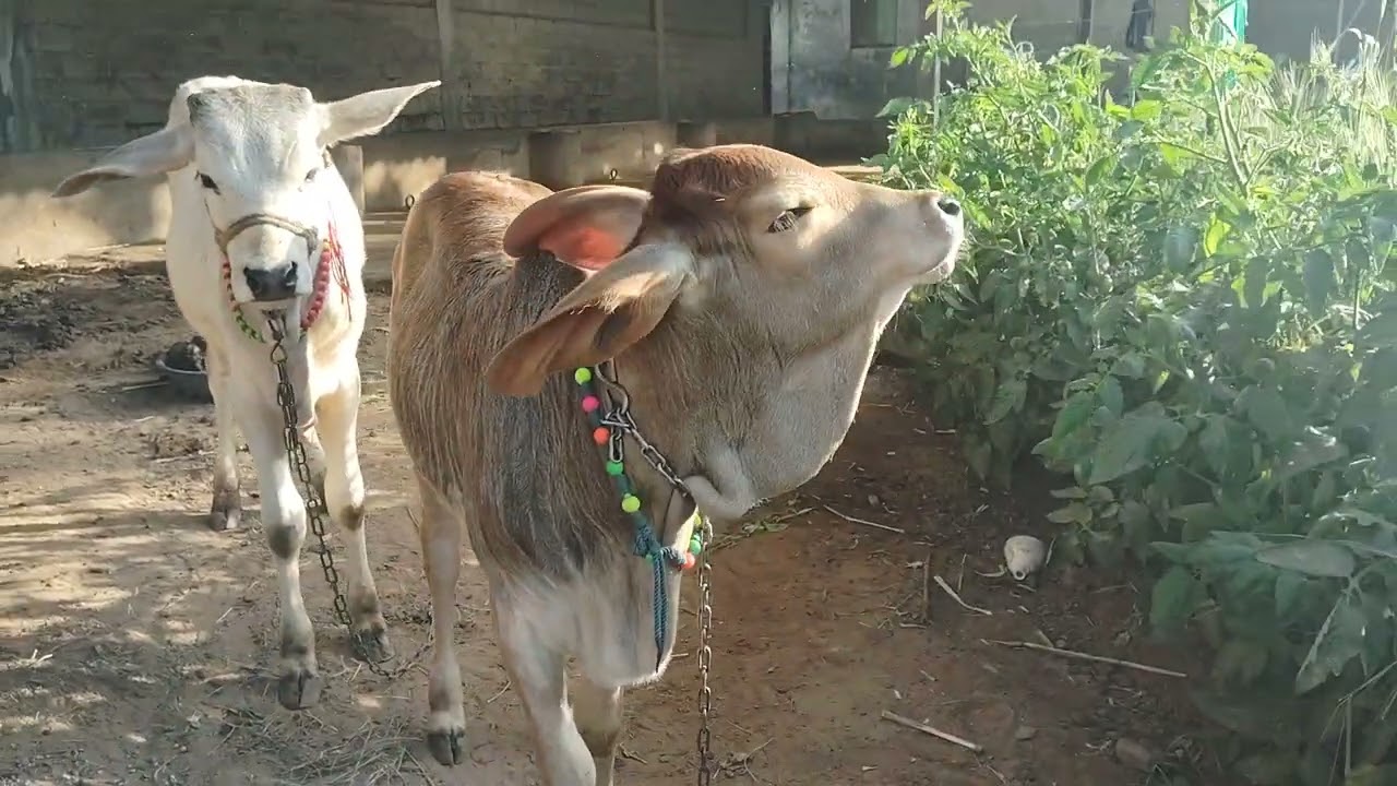 Most Funny Cow Bachhiya❤️🐄 #cow #gircow 