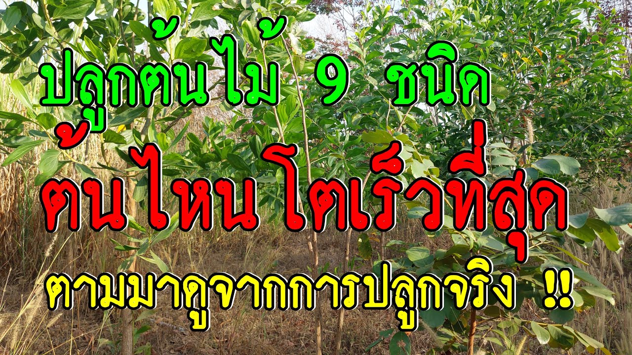 ปลูกต้นไม้ 9 ชนิดนี้ ต้นไหนโตเร็วที่สุด พิสูจน์คำตอบจากการปลูกจริง !!