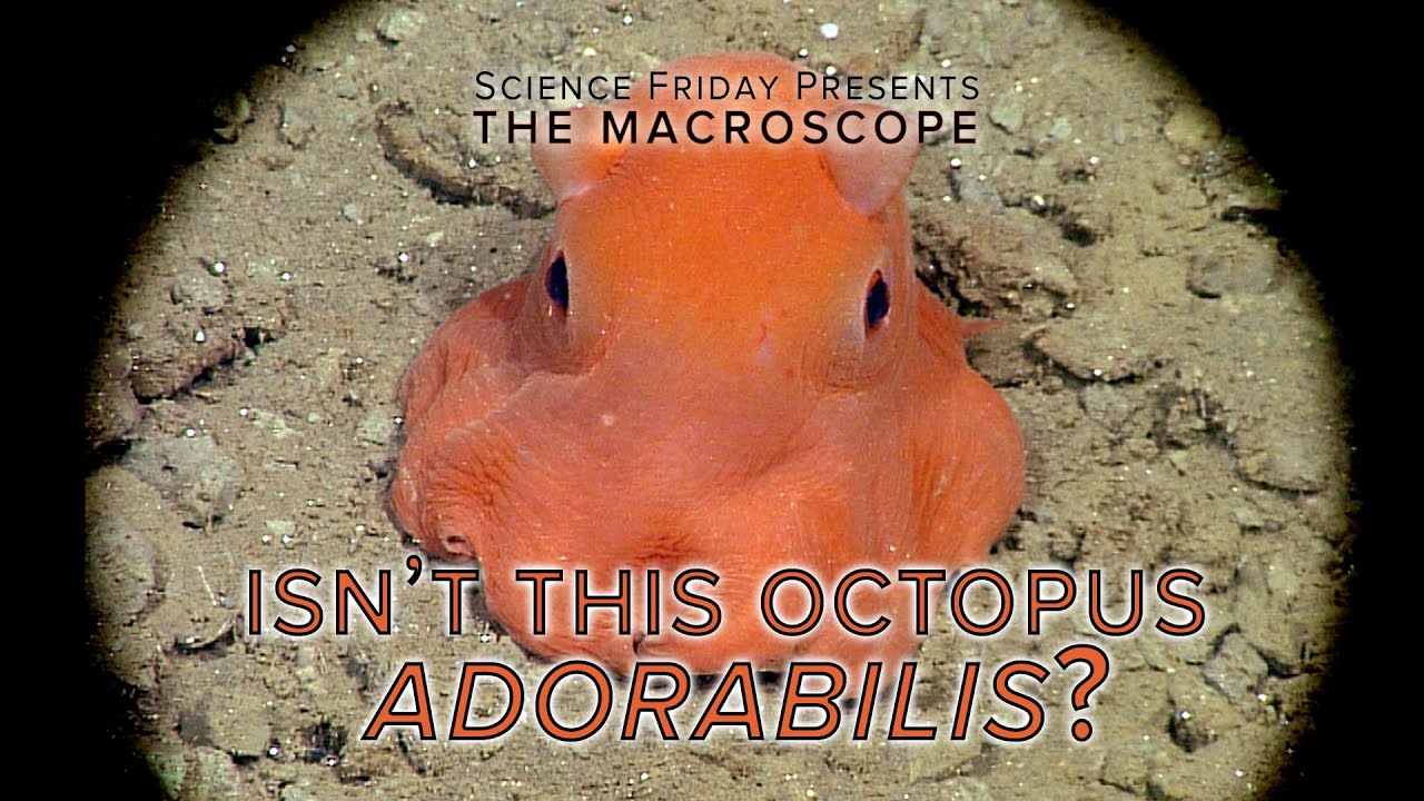 Разве это не Octopus Adorabilis?