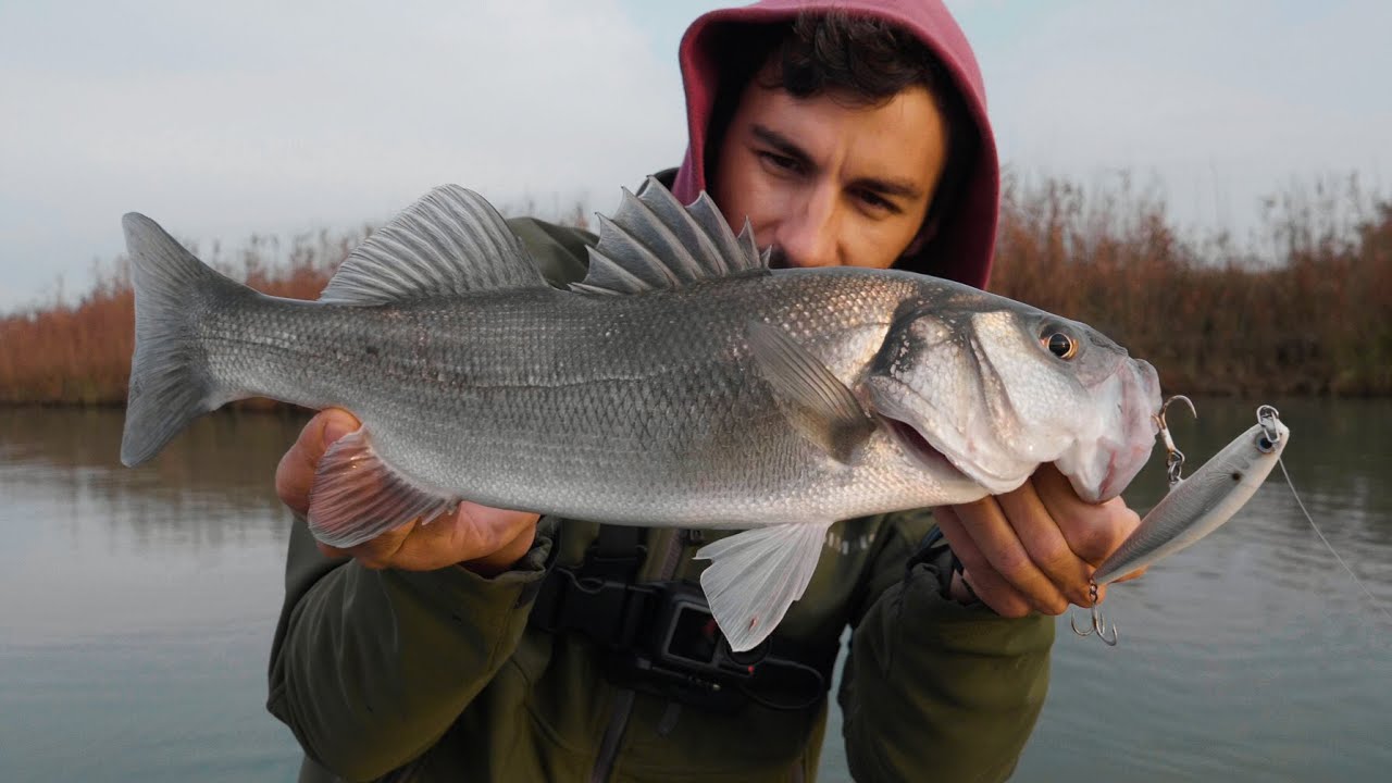 Spigole in fiume a Topwater - SPIGOLOLOGY - Ep.3