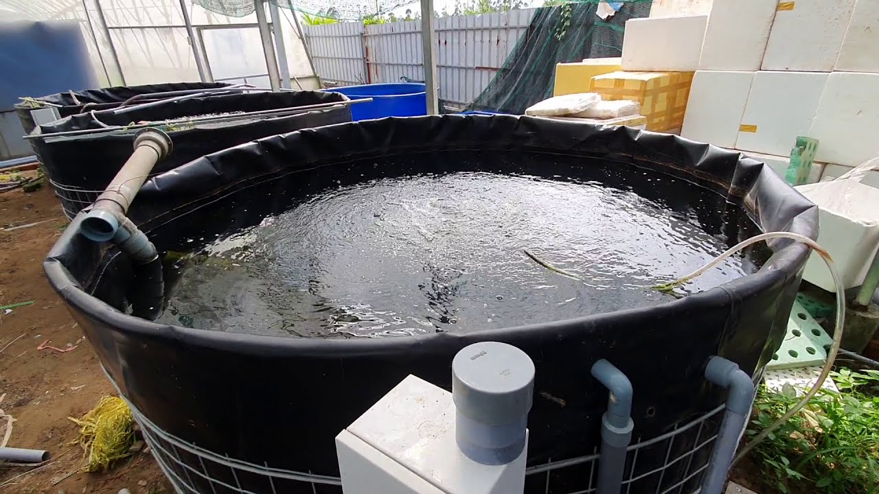 Phương pháp làm đầu hút cặn, phân bể cá hiệu quả, tối ưu trên hệ thống Aquaponics nhỏ lớn (Rất Hay)