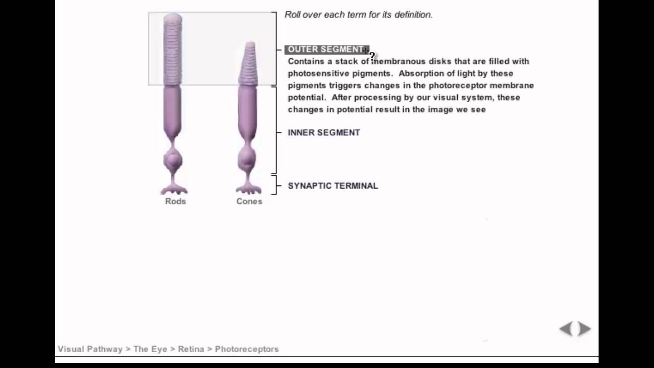 The Retinal Layers & Phototransduction