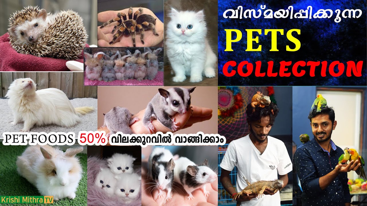 EXOTIC PETS കളുടെ കിടിലന്‍ കളക്ഷന്‍ ഇവിടെയുണ്ട്#Exoticpets#exoticpetsmalayalam#exoticspetskerala