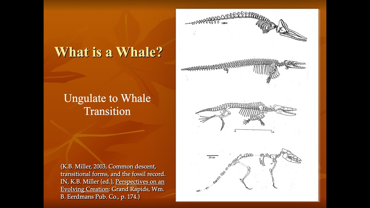 Fossil Record of Transitional Forms
