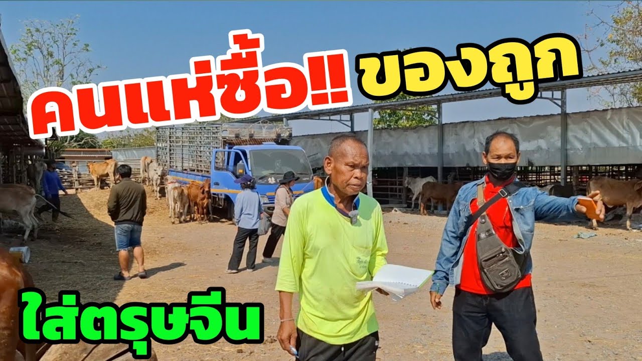 คนแห่ซื้อของถูกจากเพชรน้ำหนึ่งฟาร์ม ตรุษจีนปีนี้มาที่นี่เลย ซื้อ 5 แถมควายเผือกฟรี 1 ตัว | 16 ก.พ.69
