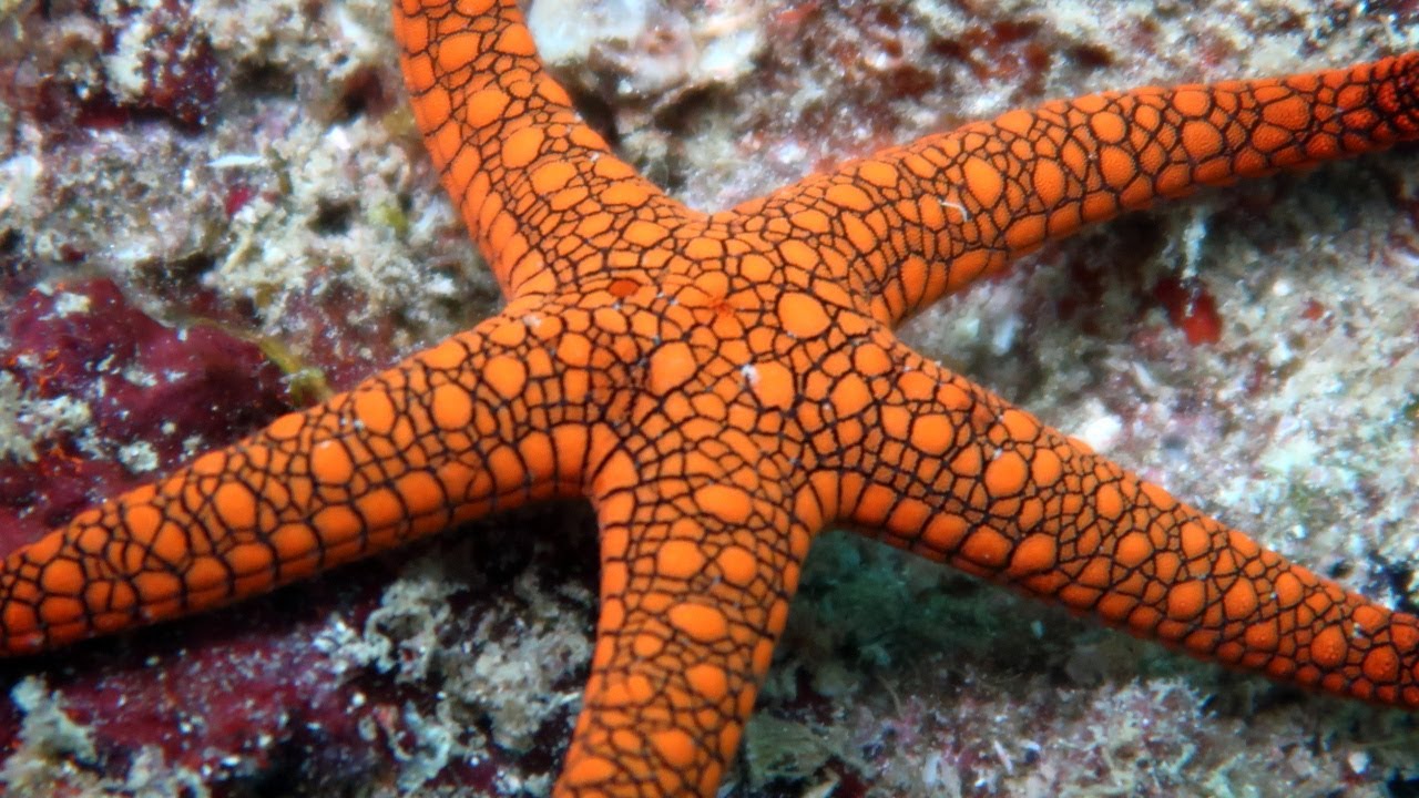 Snorkeling Raja Ampat. Misool. Dafalen. Part 1. Indonesia. November 2022