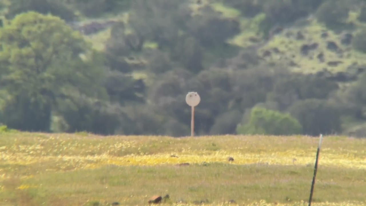 308 Sig Cross 168 gr. BTHP / 178 gr ELD-X work up