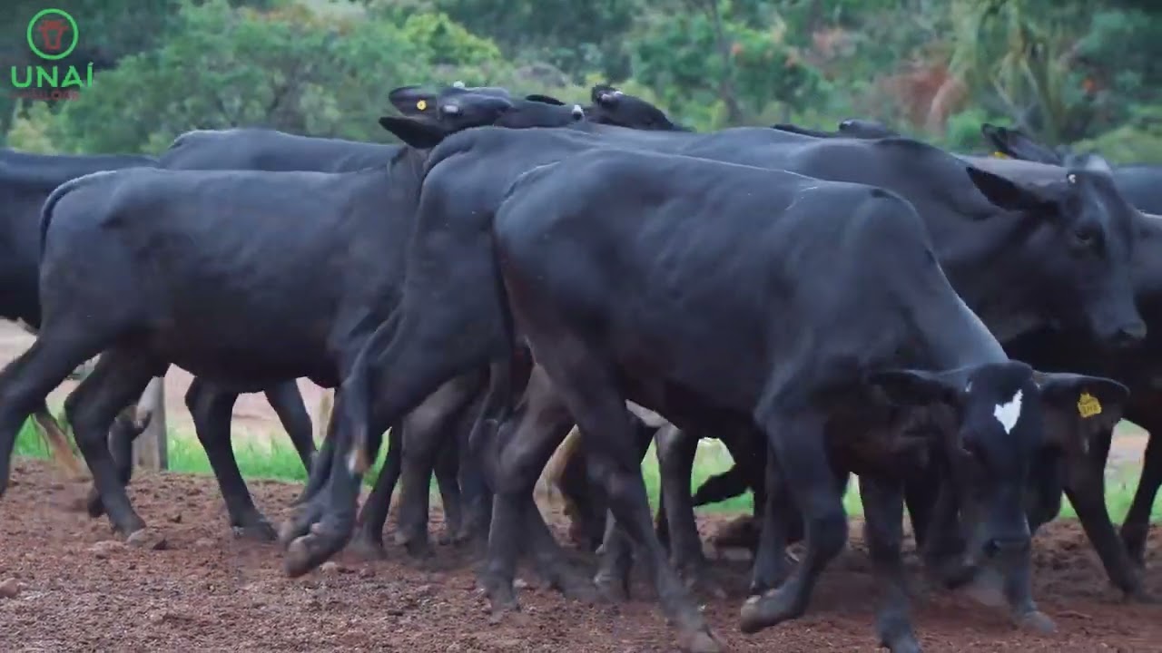 A VOZ DA EXPERIÊNCIA NAS RAÇAS GUZERÁ E GUZOLANDO