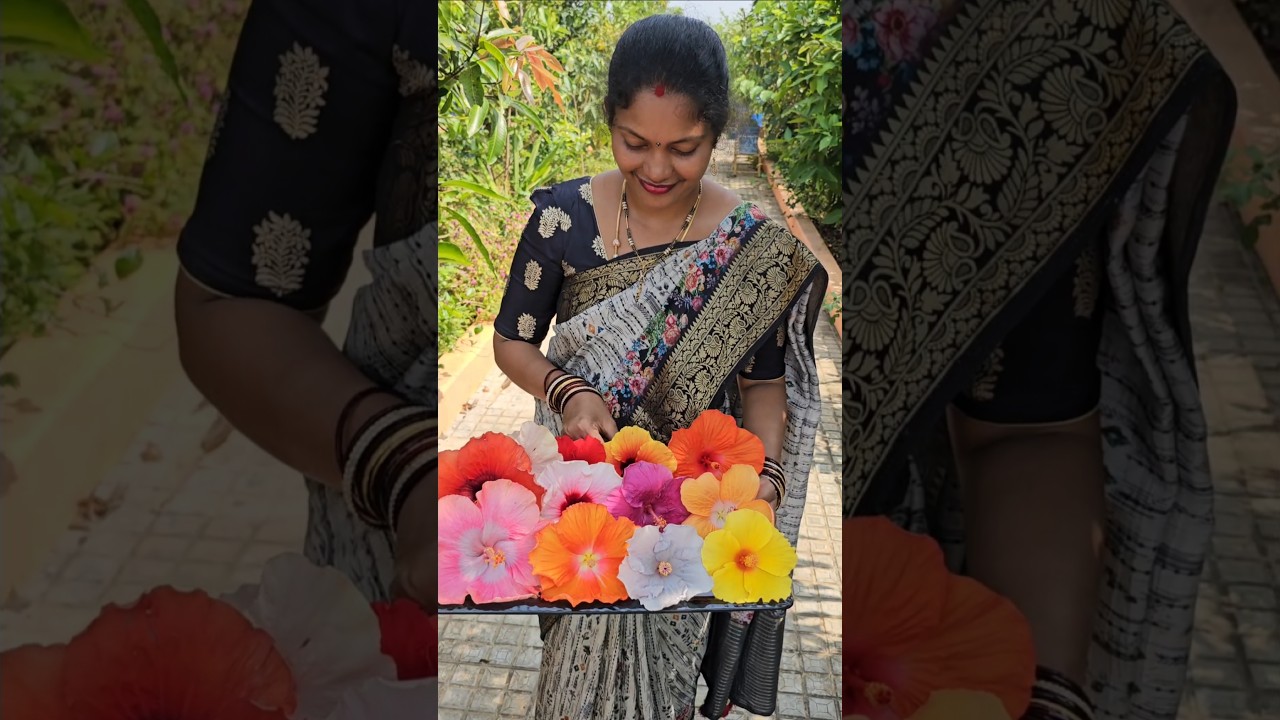 Hibiscuses harvesting in my garden #hibiscus #mygarden #gardening #shortvideo #ytshorts #flowers