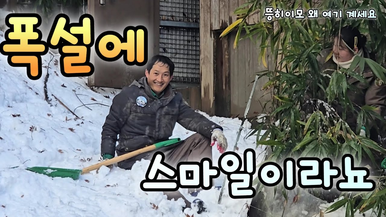 폭설이 내린 후 판다월드 주키퍼란?러바오는 폭설에도 나가고파유❄️🤍#루이바오#후이바오#루이후이#러바오#ruibao#huibao#lebao#everland#pandaworld