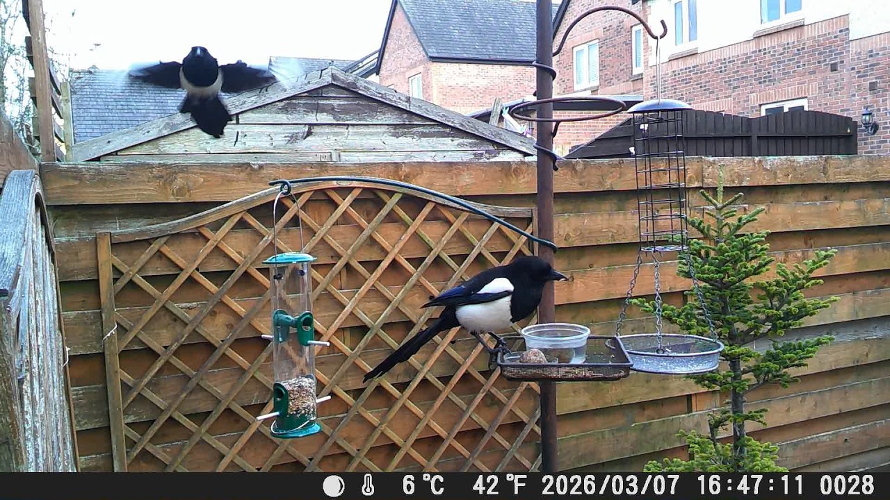 Garden Trail Camera 7th March 2026