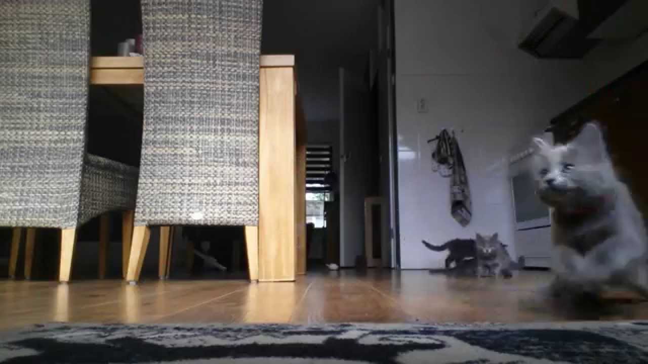 Playful Nebelung kittens - 9 weeks old (HD)