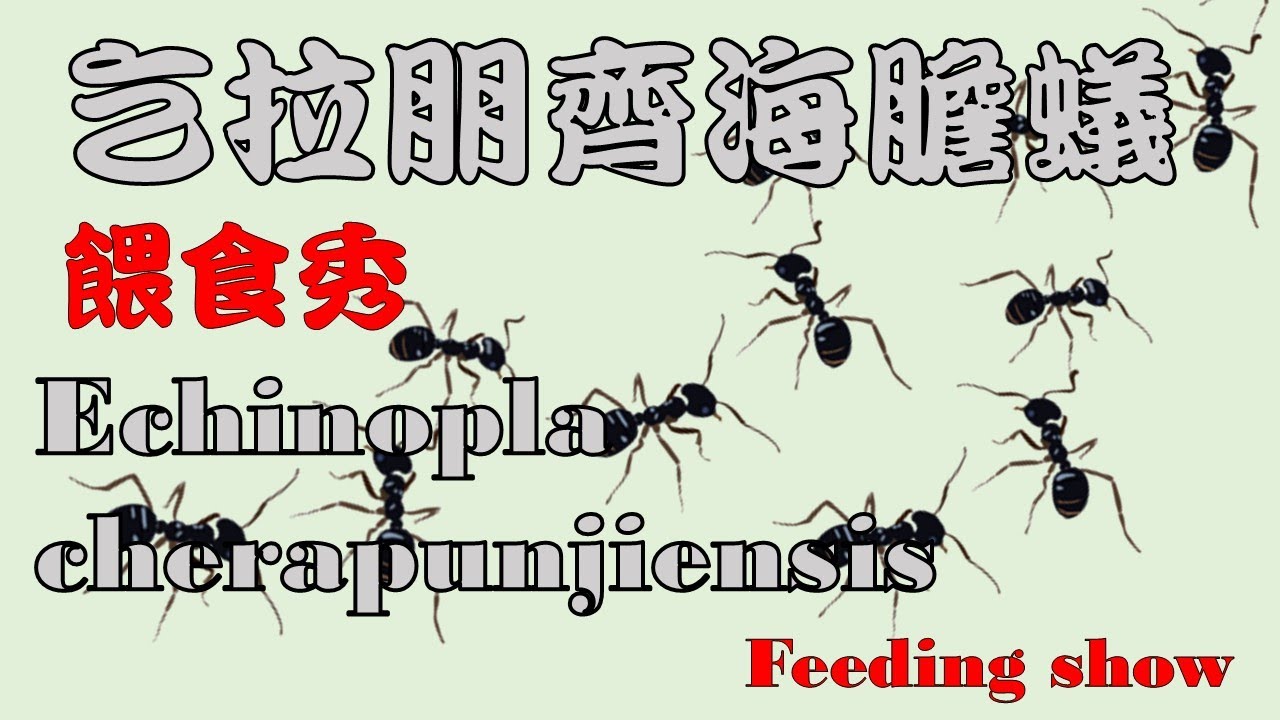 AntsPit 乞拉朋齊海膽蟻 Echinopla cherapunjiensis Feeding show 260126 #ant #螞蟻 #ants #Feeding #pet #observe
