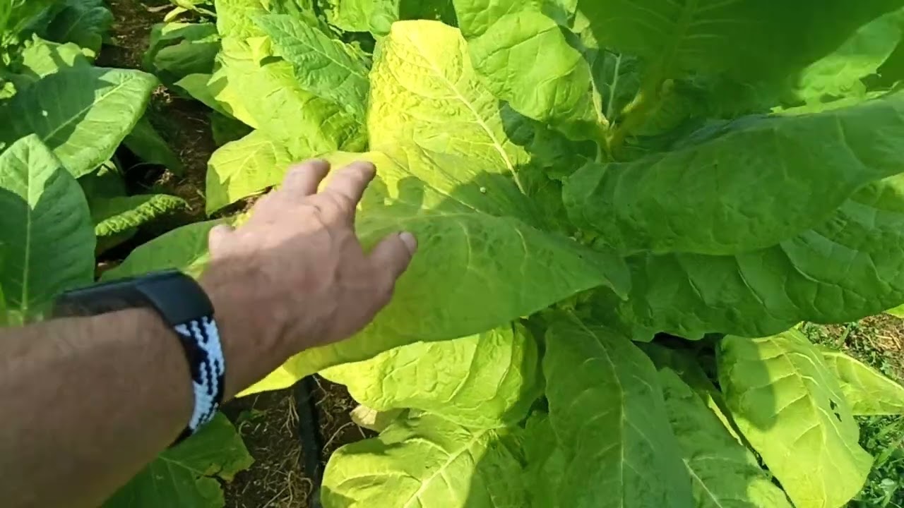 Зрелость куста табака. Спелость листа табака. 06.07.2024