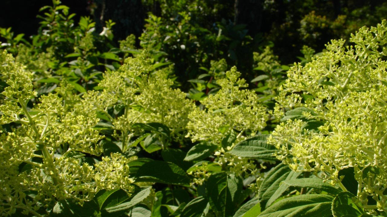 How to Prune Hydrangea Paniculata Trees