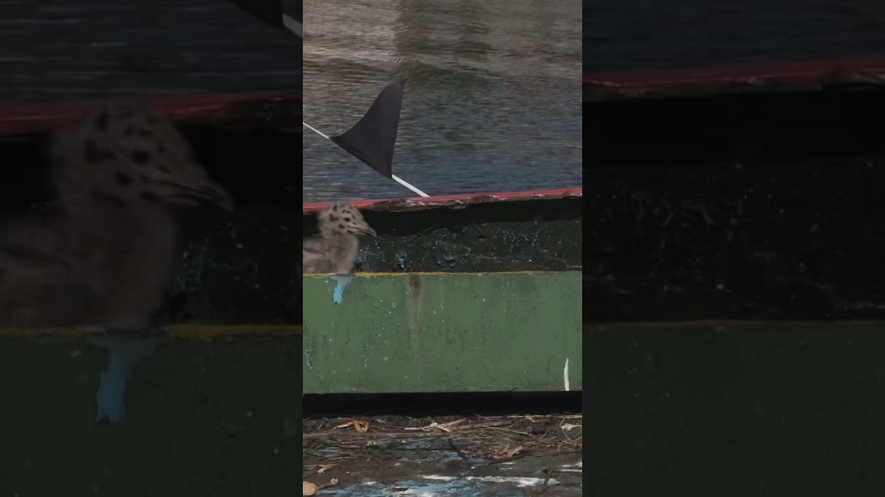 Baby Seagulls born on Whitby Fishing Boat. #summer #nesting #rspb #fishing #fishingnews #nature