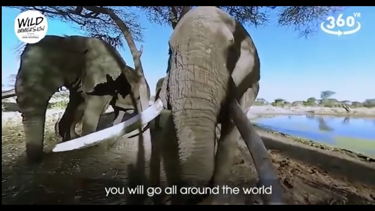 Digital Animal Reserve (Jane Goodall) - Wild Immersion