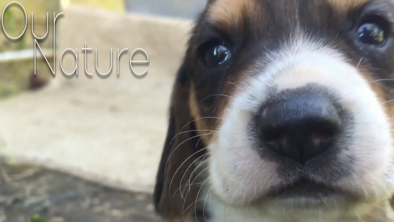 Best Beagle Puppies Compilation 2018 - TOO CUTE!