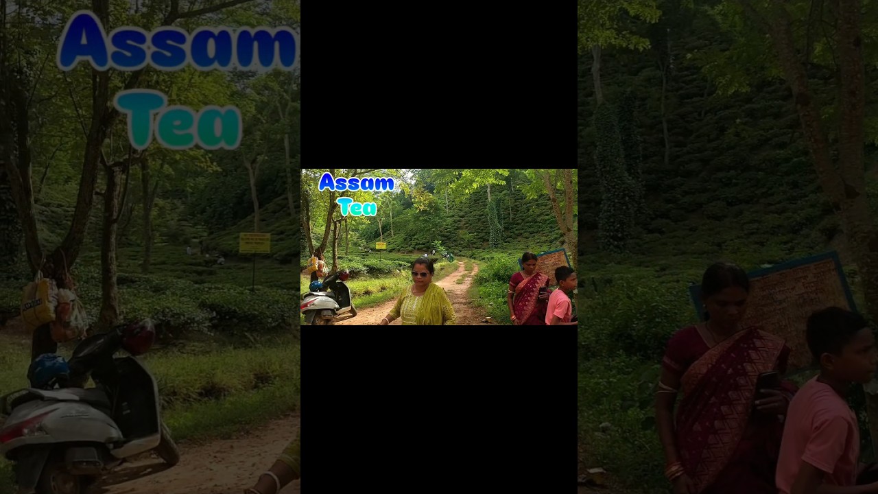 🍃☕ Assam Tea Garden &ndash; Nature ki god mein chai ki khushboo! 💚🌿