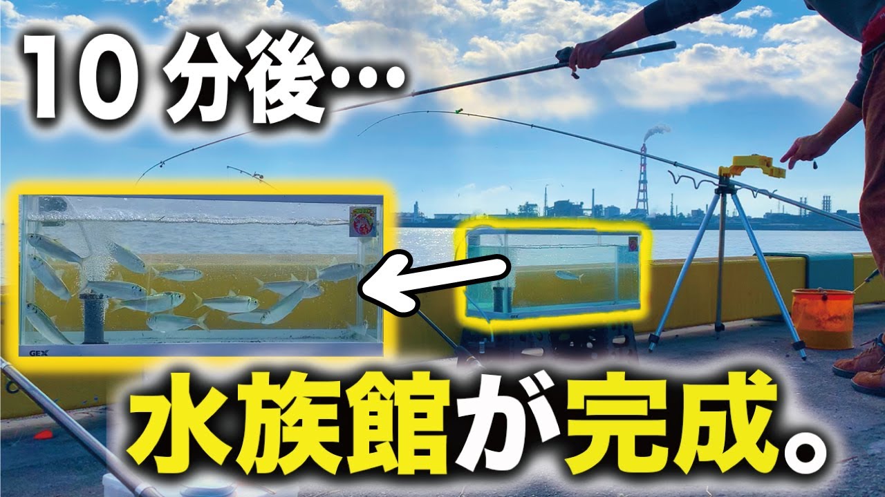 ［シロメトリック］60分で198匹釣る人も⁉︎ ママカリサビキ（集魚板必須）※スキップ可能※