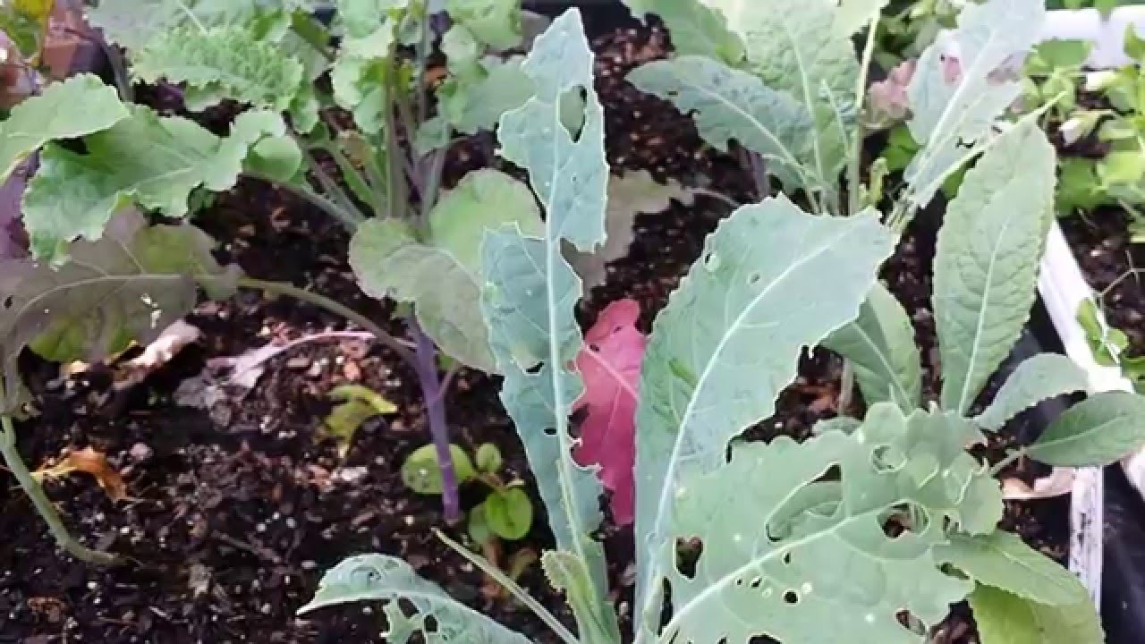 Is Green Cabbage Worm Destroying Your Kale? How To Get Rid of Cabbage Loopers