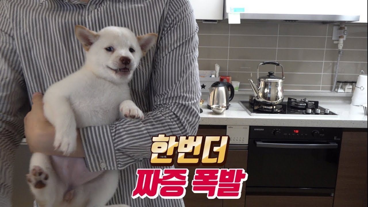ENGSUB)시바견 엄살 짜증(두번째)