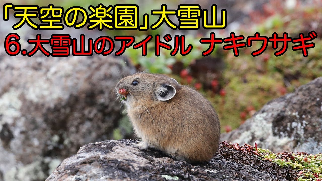 「天空の楽園」大雪山  6. 大雪山のアイドル ナキウサギ