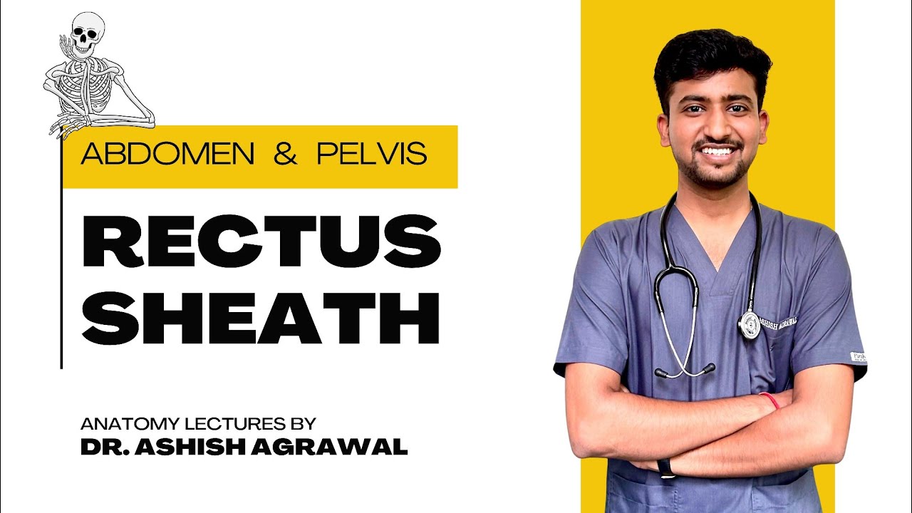 Rectus Sheath || Abdomen Anatomy || First Year MBBS || Anatomy Lectures by Ashish