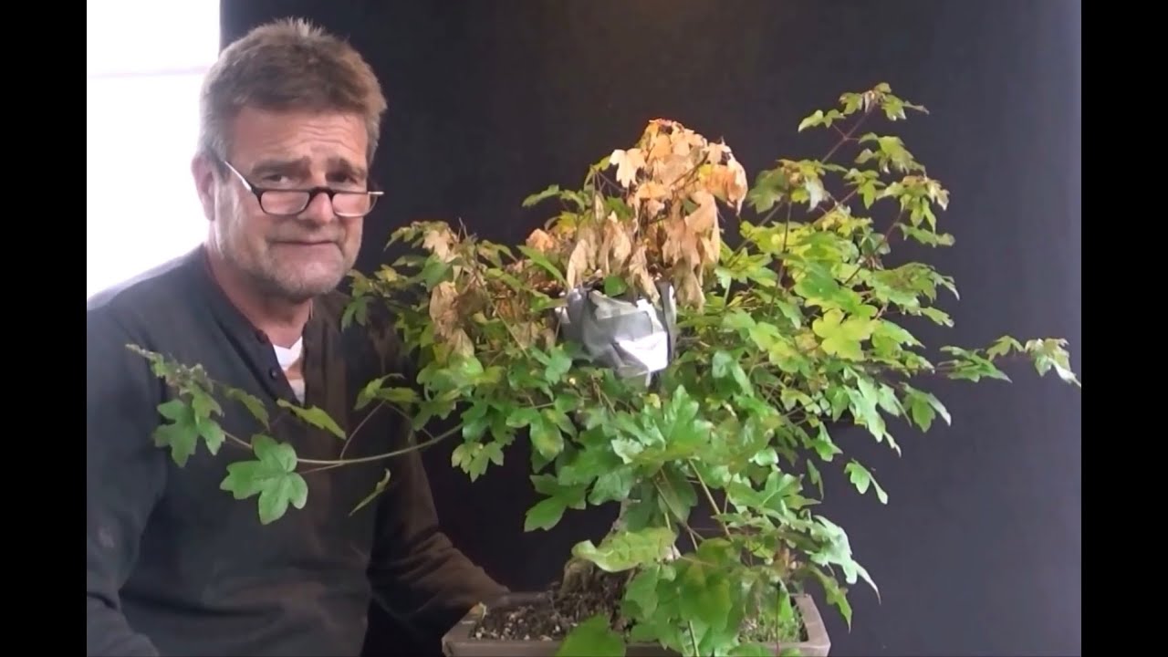 Bonsai 2020-31 - Feldahorn - Acer campestre - Komplettrenovierung nach missglückter Abmoosung