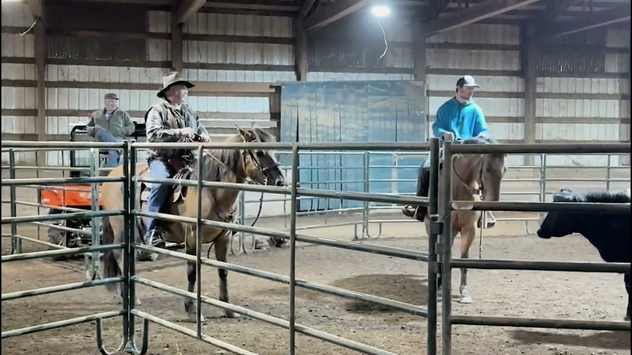 Friday Night Calf Sorting Party - Liberty Oregon