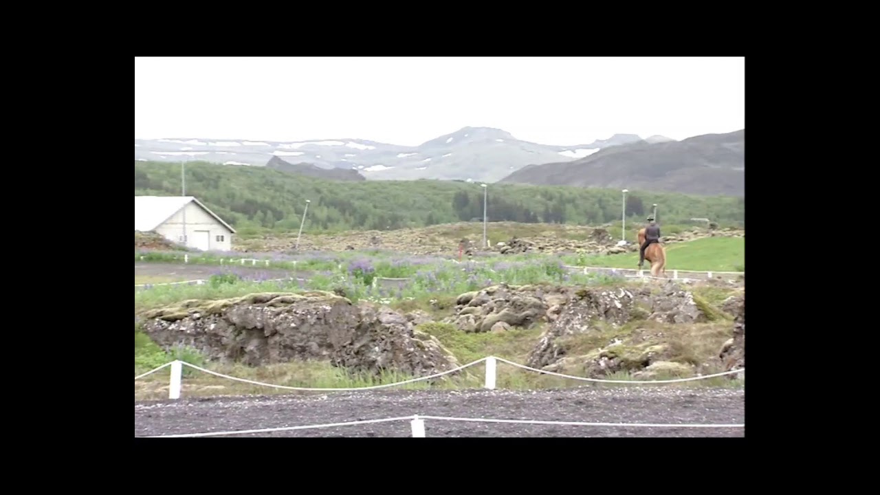 Þór frá Stóra-Hofi