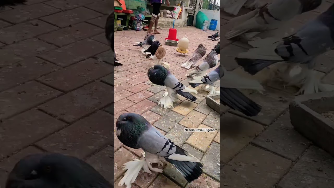 Pomeranian Pouter Collection #kabootarbazi #kabootar #kabootarlovers #pigeon #pigeonslovers