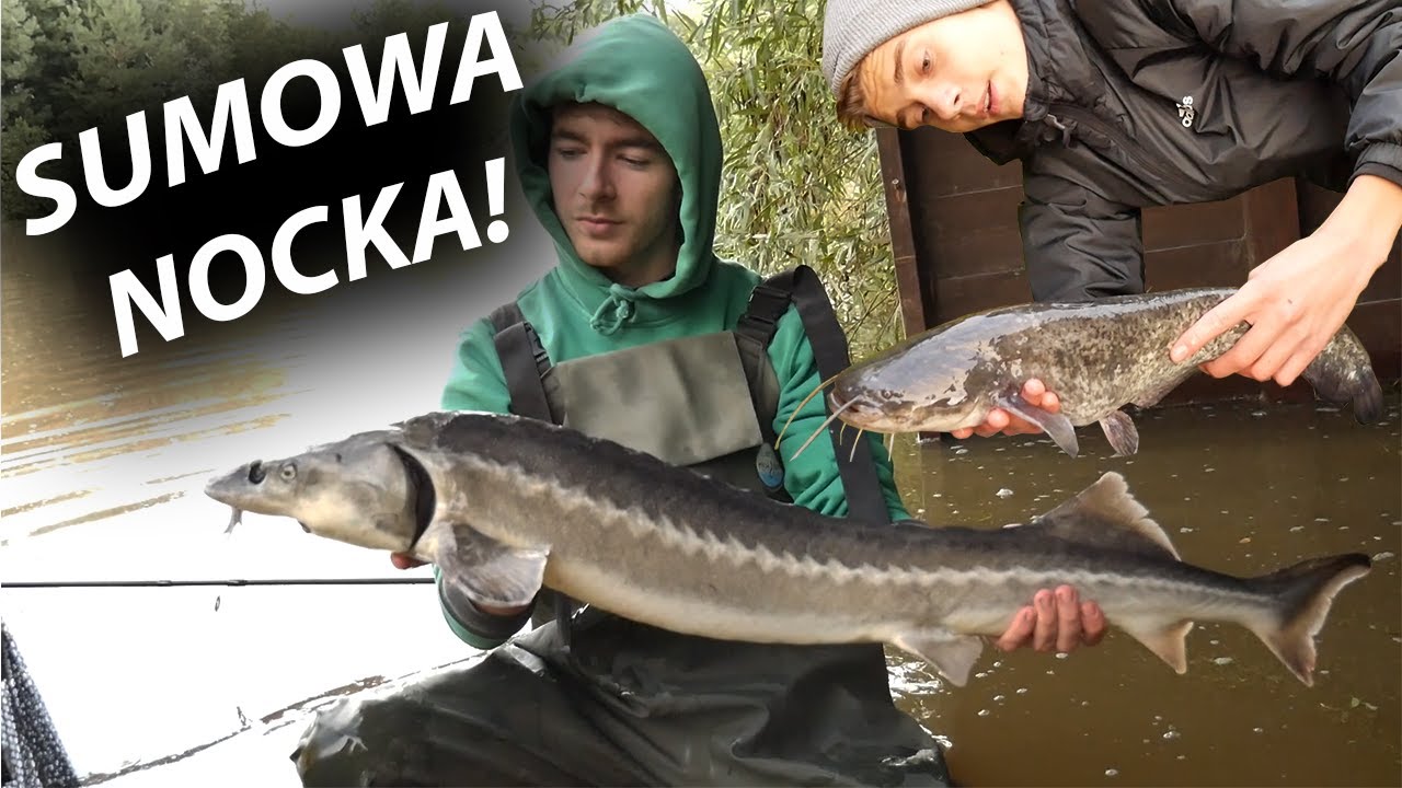 JESIOTR! SUMY! NOCKA! POWÓDŹ! - SUMOWA NOCKA W OLEŚNIKOWEJ DOLINIE! GOŚCINNIE: BER GAR!