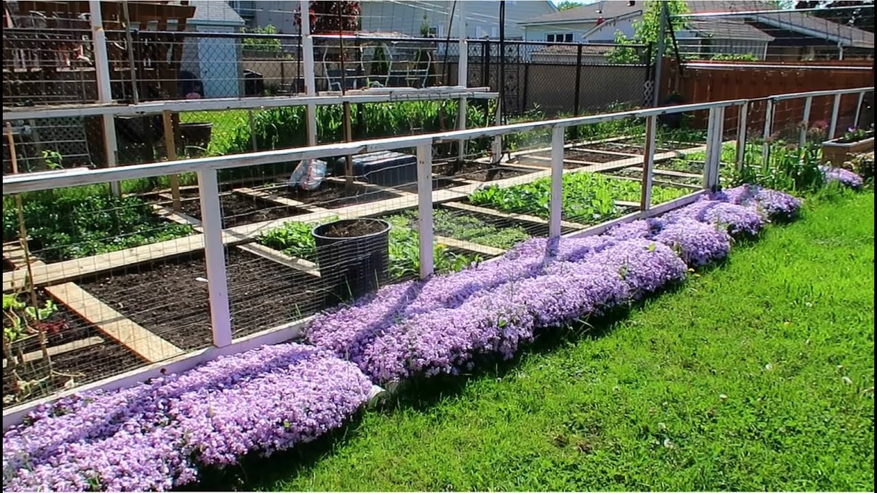 Mức độ chịu lạnh của các loại rau Việt Nam trồng ở xứ lạnh