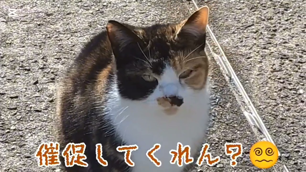路地裏ニャンズ❲127❳…✨️2974