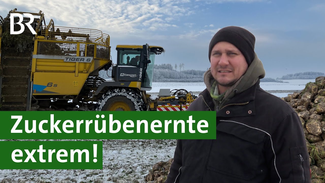 Rübenroder und Wintereinbruch in Bayern: Ernte extrem - Zuckerrüben im Schnee | Unser Land | BR