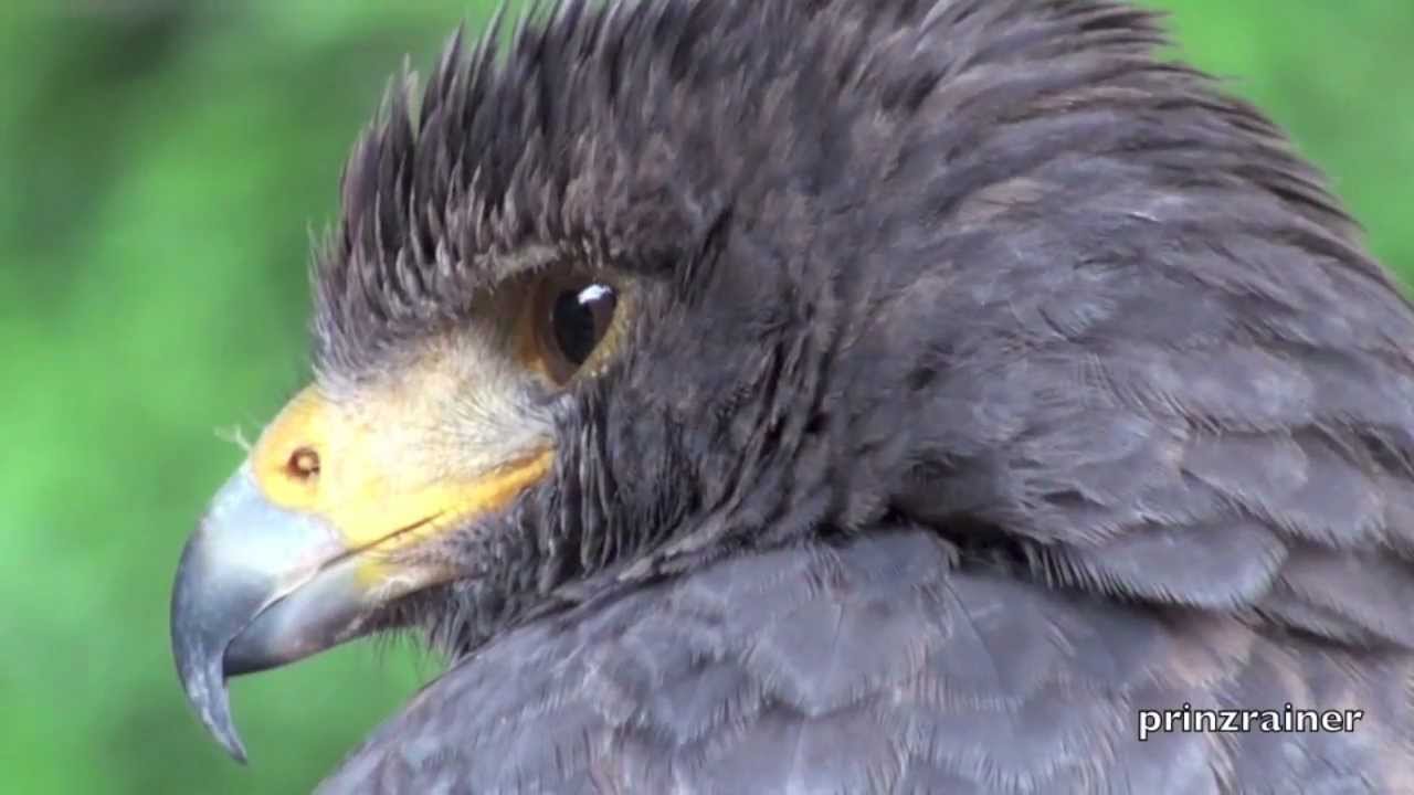 Ein Falkner mit Wüstenbussard