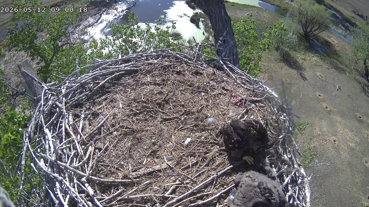 Xcel Energy Fort St. Vrain Eagles (top view)