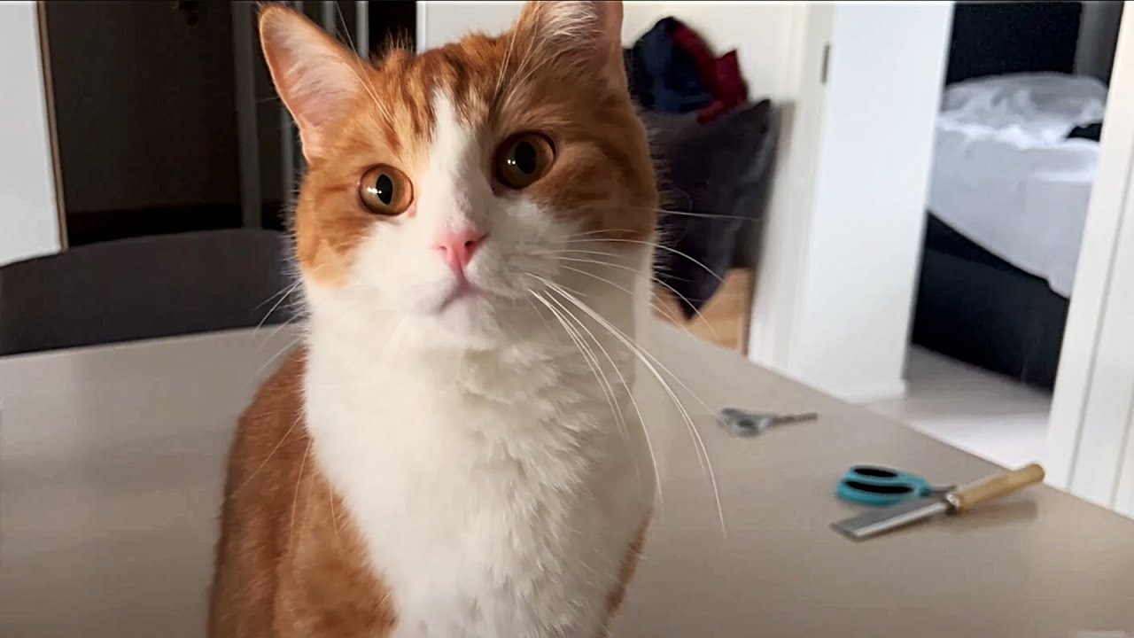 Cats grooming routine | 3 cats helping human