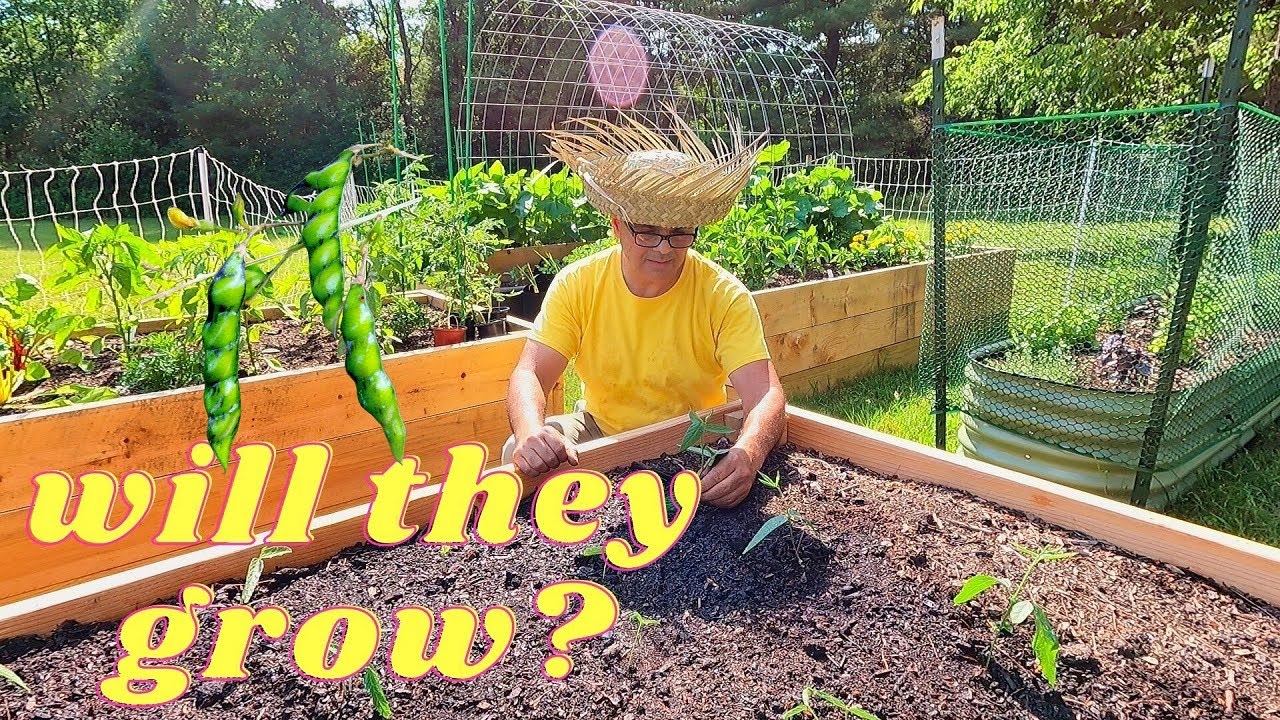 Planting Gandules (pigeon peas) in Upstate New York. Will They Grow?