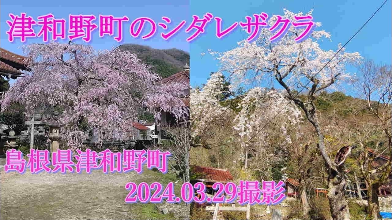 津和野町のシダレザクラ　2024.03.29撮影