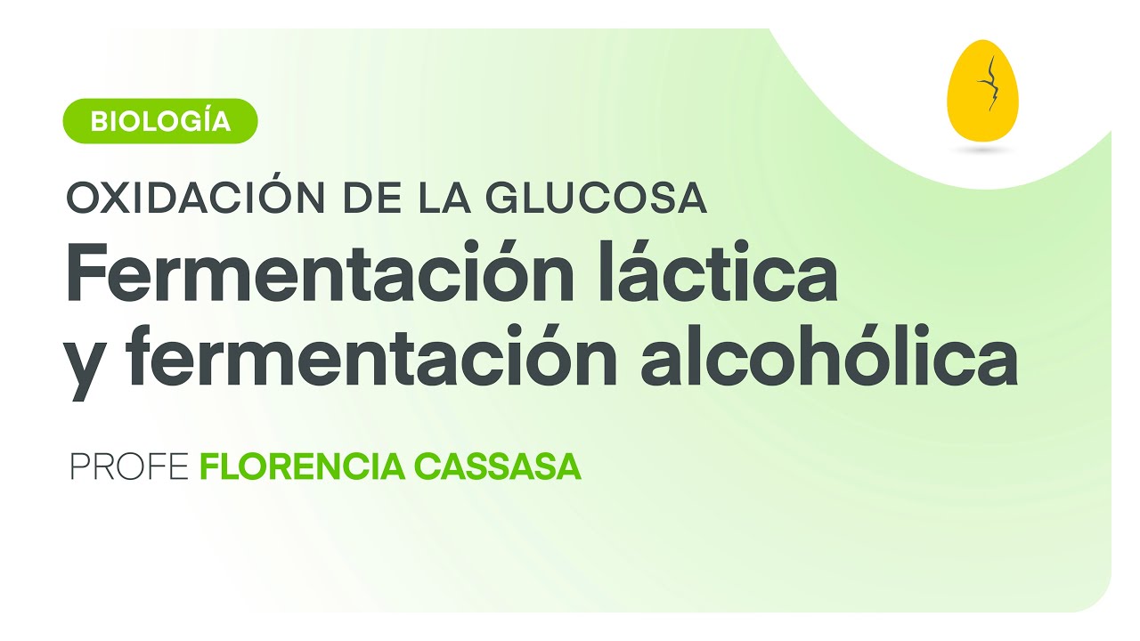 Fermentación láctica y alcohólica | Biología | Oxidación de la glucosa | V8 | Egg Educación