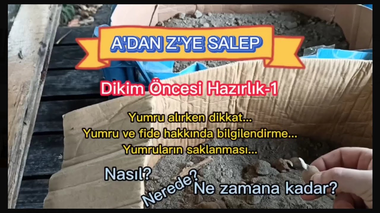 SALEP YUMRUSU NASIL SAKLANIR ? Salep tarımı l salep yetiştiriciliği l