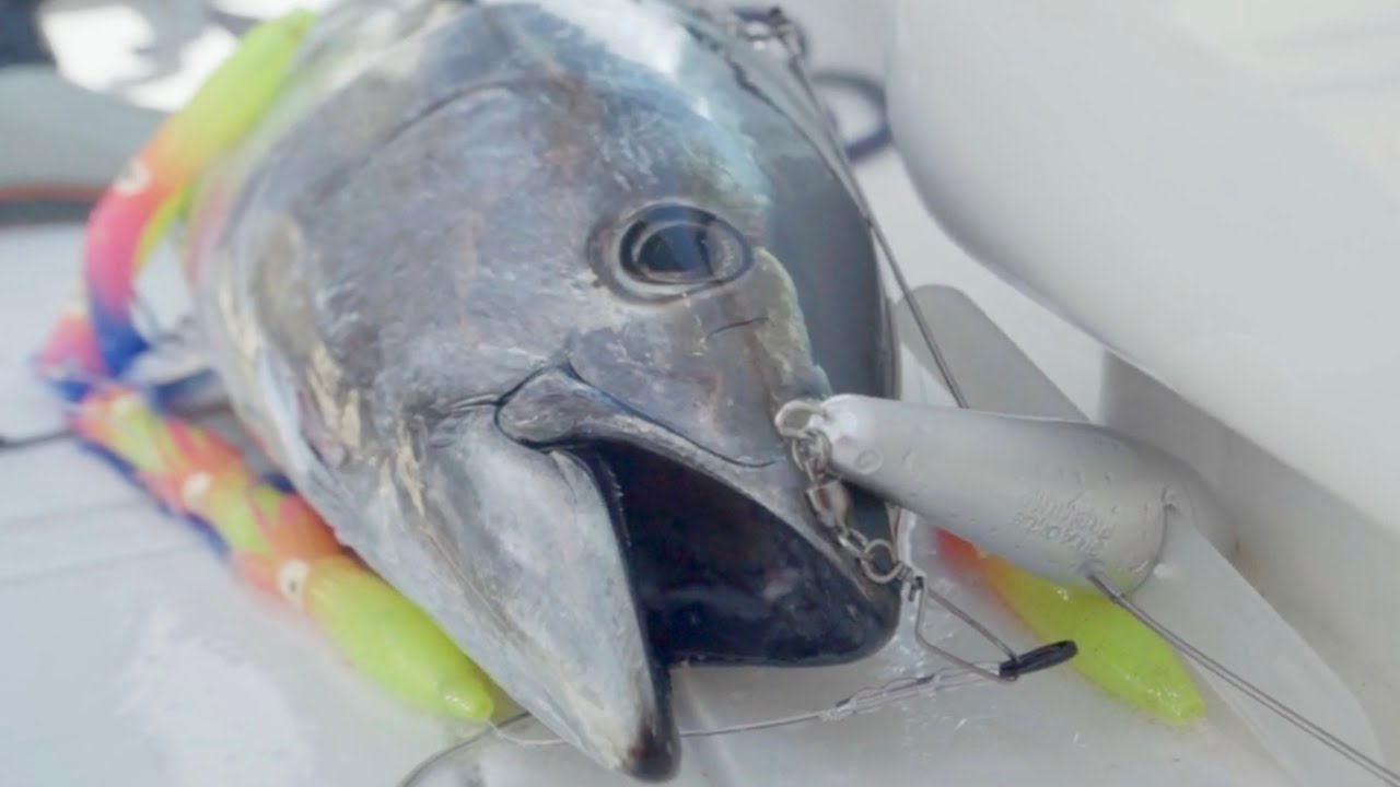 School Bluefin Tuna Trolling | Simple 4 Rod Spread | South of MV | Salty Cape TV: S2023, E5