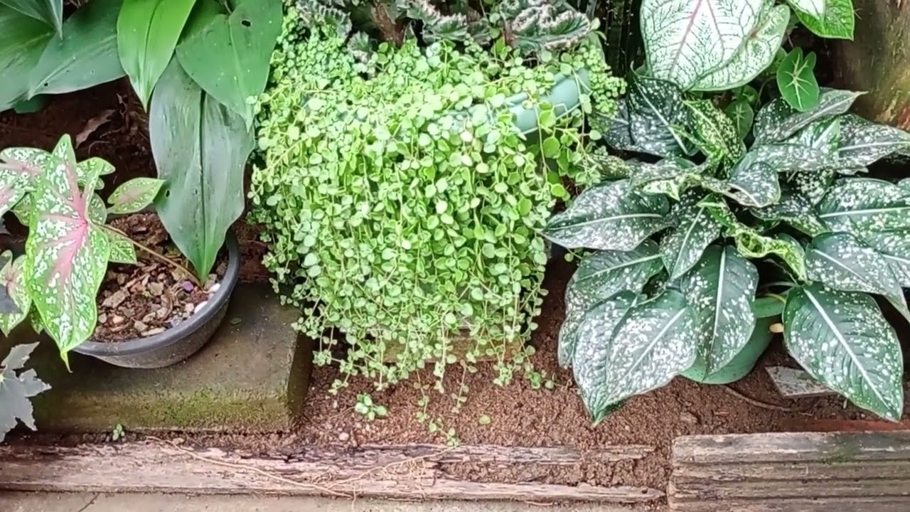 Flores e folhagens ,  um show de  cores. #plantas  #jardim .