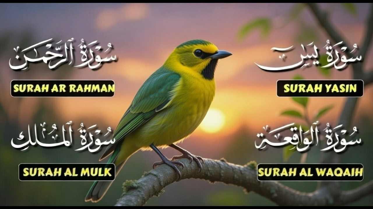 Very Nice Voice Surah Yaseen | Surah Rahman | Surah Waqiah | Surah Mulk l Reciter Muhammad Wajih