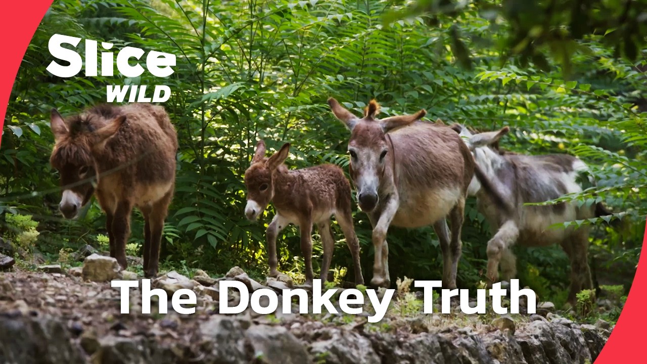 Donkeys: Smarter Than You Think I FULL DOC I SLICE WILD